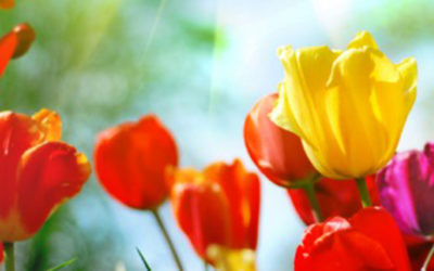 Helping Your Team to Grow This Spring