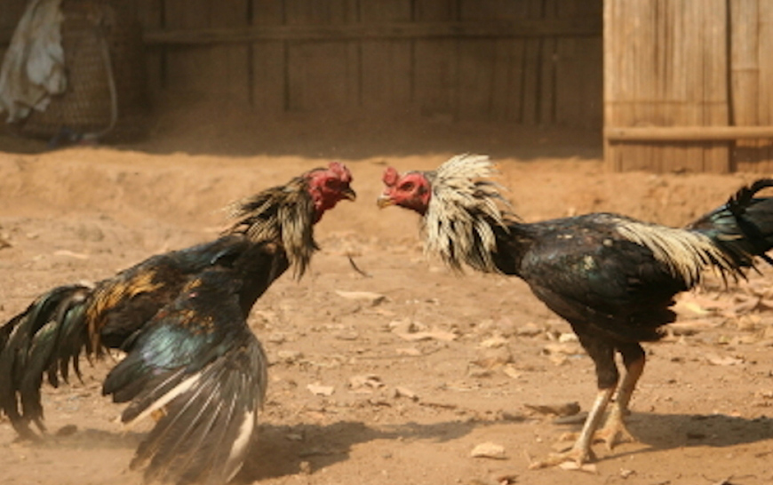 Two cockerels fighting in a barnyard