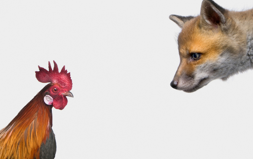 A chicken and a fox stare at each other