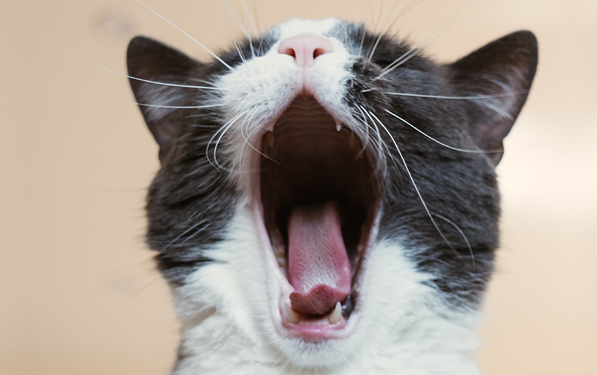 A cat yawns