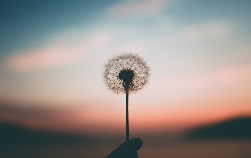 A hand holds a dandelion clock in front of a pink sky