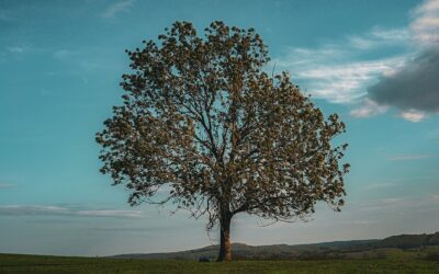 Hitting the Reset Button No. 2: Earth Yourself